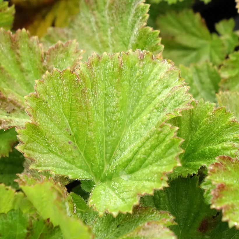Geum rivale Coppertone (Folhagem)