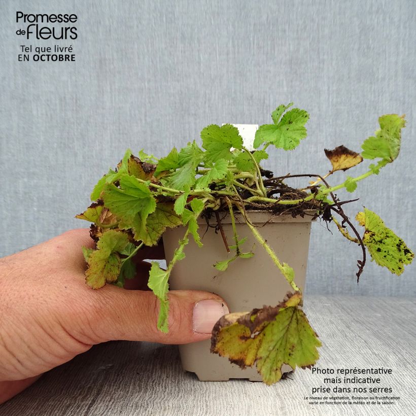 Amostra de Geum rivale Vaso de 8/9 cm tal como entregue no outono