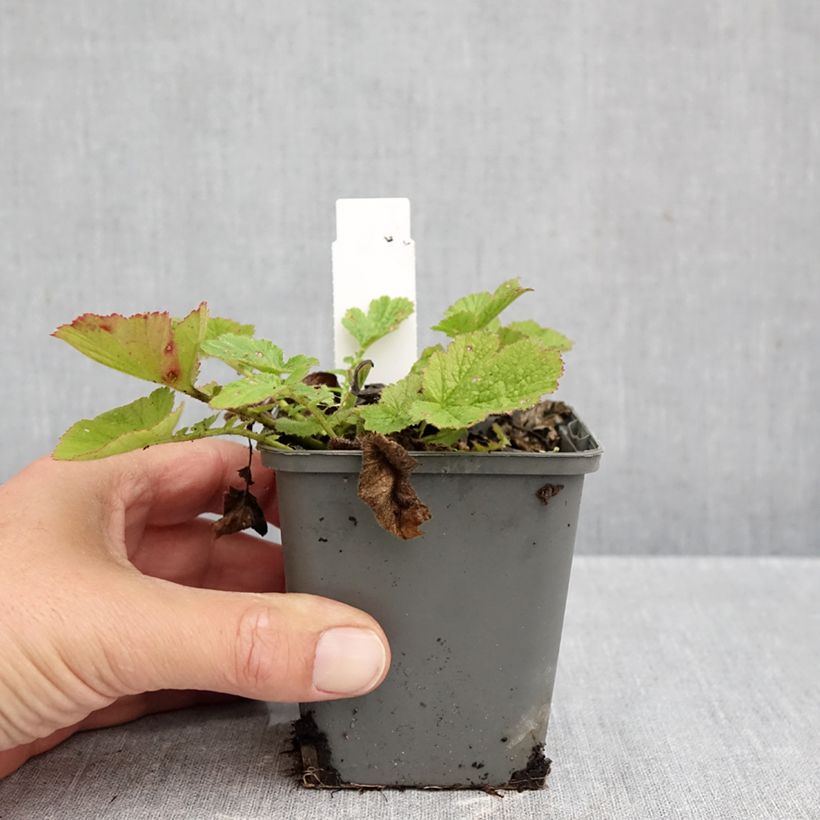 Amostra de Geum chiloense Dolly North Vaso de 8/9 cm tal como entregue no outono