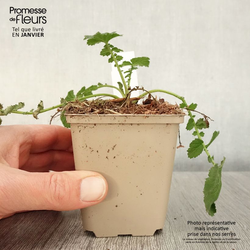 Amostra de Benoîte Dolly North Vaso de 8/9 cm tal como entregue no inverno