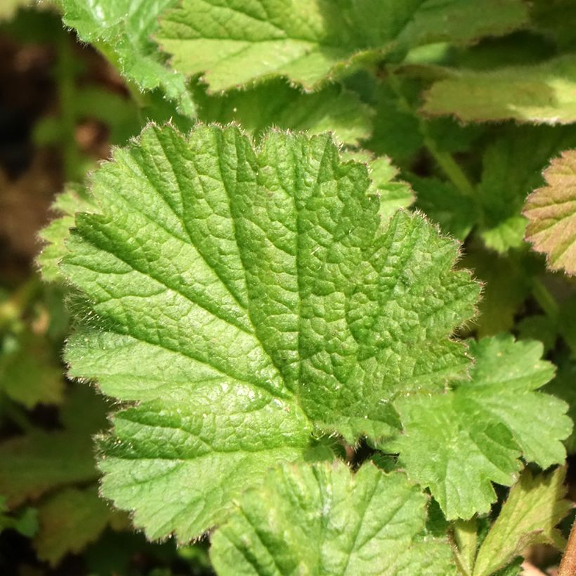 Geum chiloense Dolly North (Folhagem)