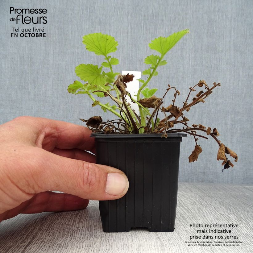 Amostra de Geum Fire Storm® Vaso de 8/9 cm tal como entregue no outono