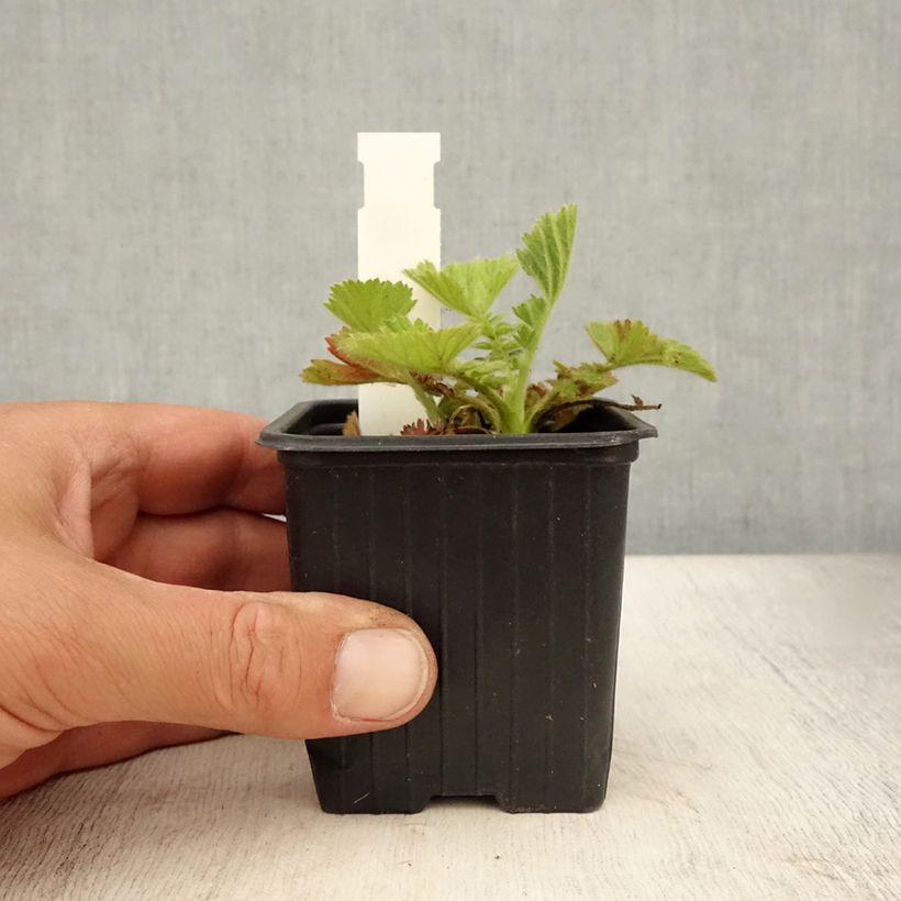 Amostra de Geum Fire Storm® Vaso de 8/9 cm tal como entregue no verão