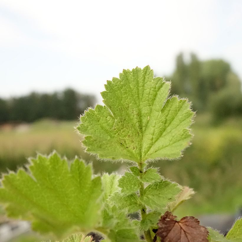 Geum Fire Storm® (Folhagem)