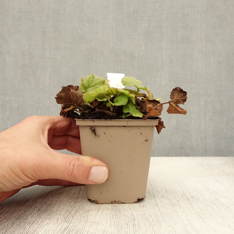 Amostra de Geum chiloense Sigiswang Vaso de 8/9 cm tal como entregue no outono
