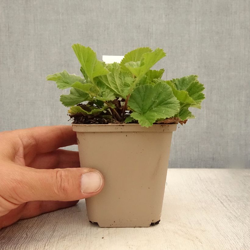 Amostra de Geum chiloense Sigiswang Vaso de 8/9 cm tal como entregue no verão