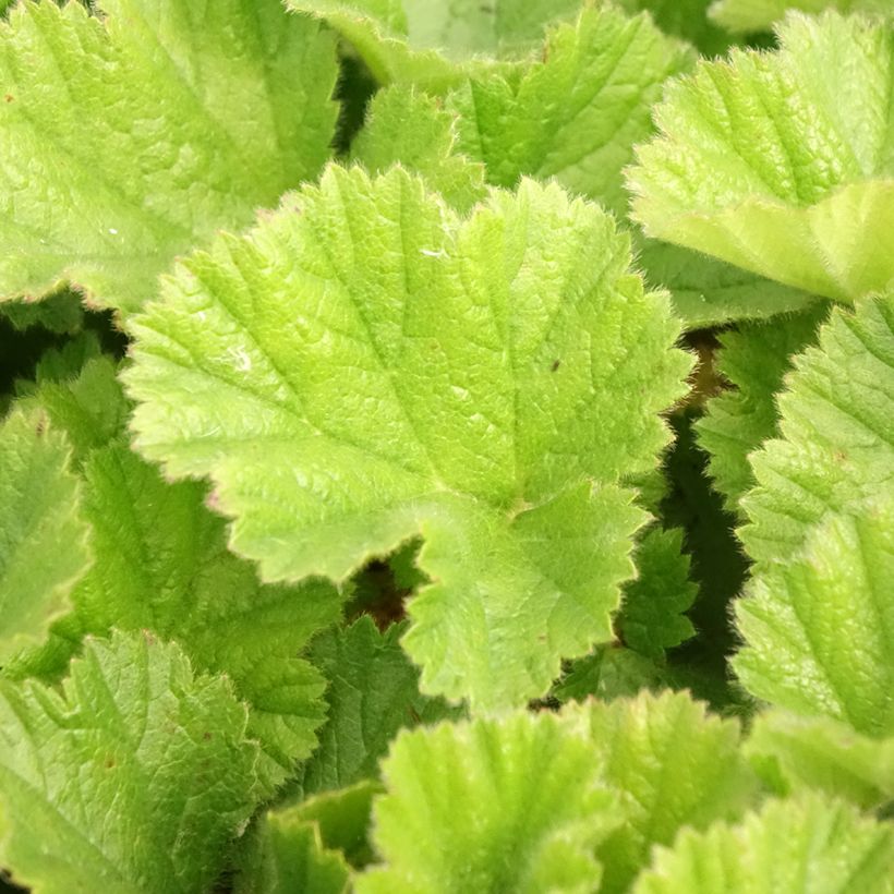 Geum chiloense Sigiswang (Folhagem)