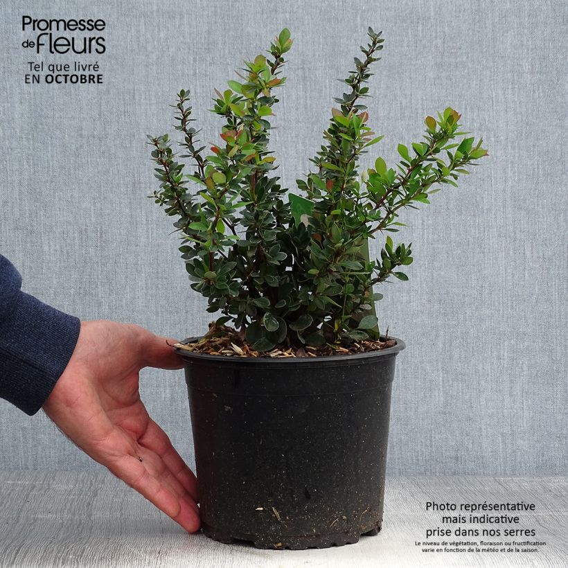 Amostra de Berberis buxifolia Nana Vaso de 3 L/4 L tal como entregue no outono