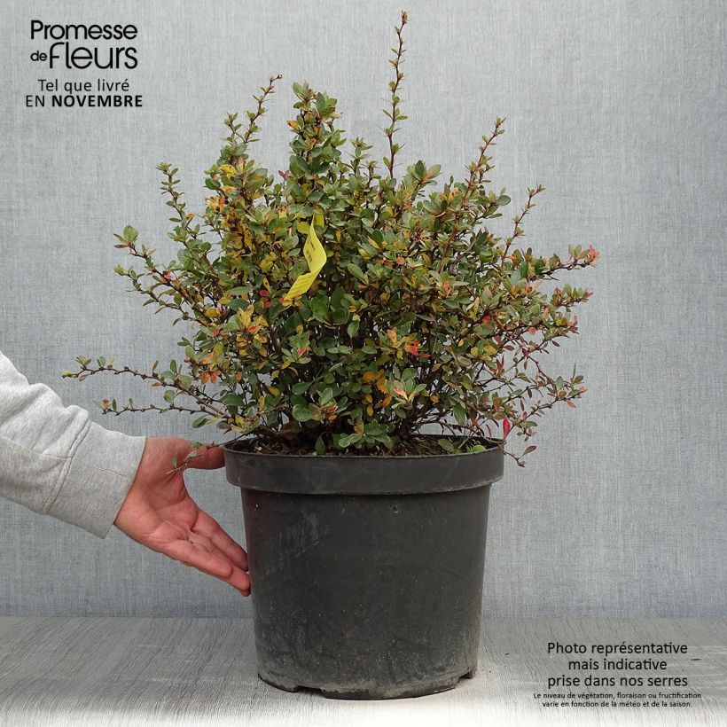 Amostra de Berberis buxifolia Nana Vaso de 7,5 L/10 L tal como entregue no outono