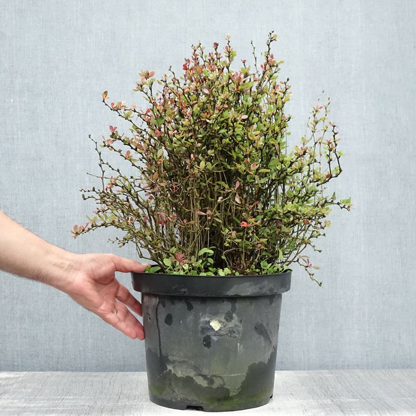 Amostra de Berberis buxifolia Nana Vaso de 7,5 L/10 L tal como entregue no verão