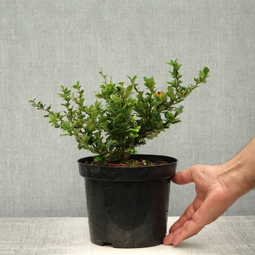 Amostra de Berberis darwinii Vaso de 2 L/3 L tal como entregue no verão