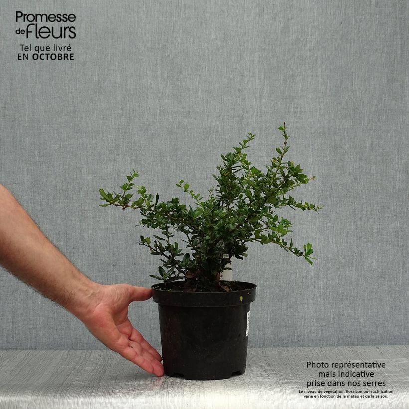 Amostra de Berberis darwinii Compacta Vaso de 3 L/4 L tal como entregue no outono