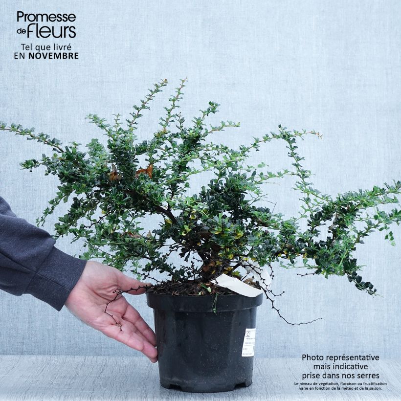 Amostra de Berberis darwinii Compacta Vaso de 2 L/3 L tal como entregue no outono