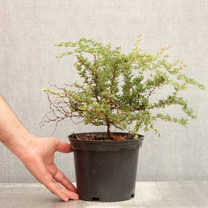 Amostra de Berberis darwinii Compacta Vaso de 2 L/3 L tal como entregue no verão