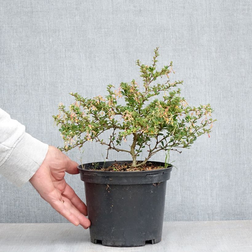 Amostra de Berberis darwinii Compacta Vaso de 2 L/3 L tal como entregue na primavera