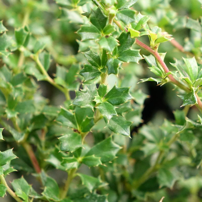 Berberis darwinii Compacta (Folhagem)