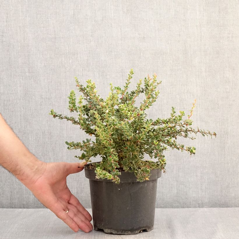 Amostra de Berberis darwinii Compacta Vaso de 3 L/4 L tal como entregue no verão