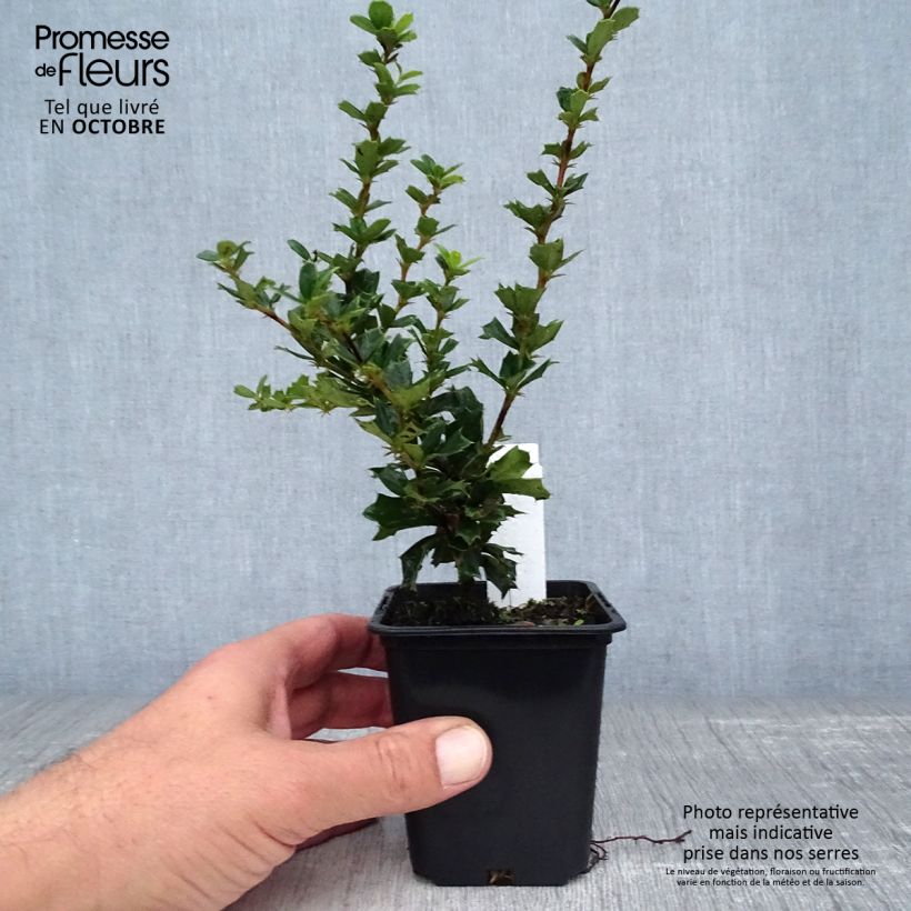 Amostra de Berberis darwinii Vaso de 8/9 cm tal como entregue no outono