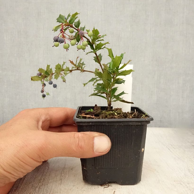Amostra de Berberis darwinii Vaso de 8/9 cm tal como entregue no verão