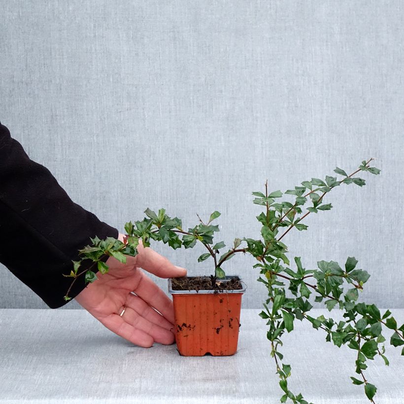 Amostra de Berberis darwinii Vaso de 8/9 cm tal como entregue no inverno