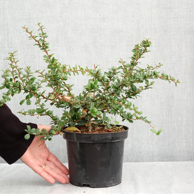 Amostra de Berberis darwinii Vaso de 2 L/3 L tal como entregue no outono