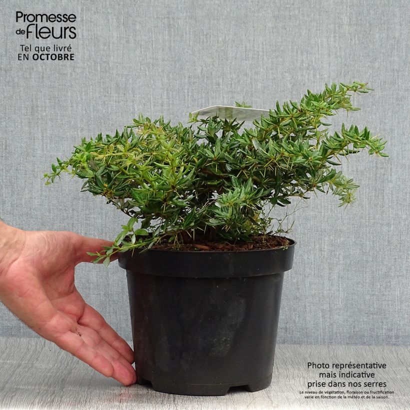 Amostra de Berberis × frikartii Amstelveen Vaso de 2 L/3 L tal como entregue no outono