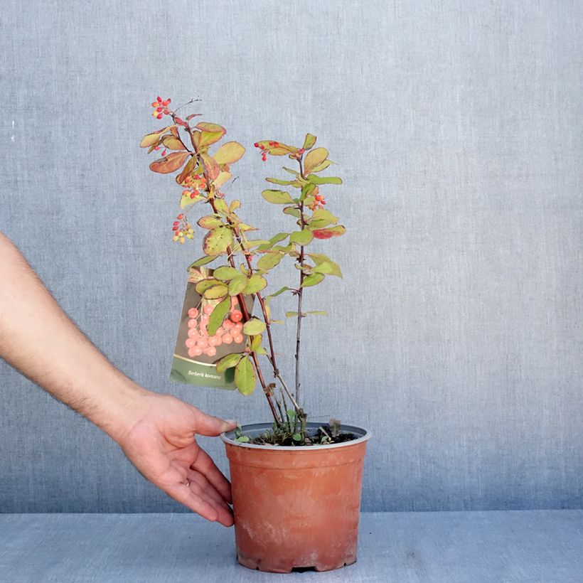 Amostra de Berberis koreana Vaso de 3 L/4 L tal como entregue no verão