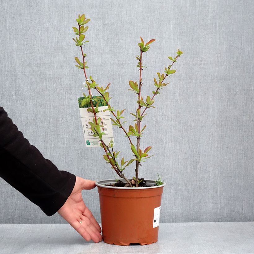 Amostra de Berberis koreana Vaso de 3 L/4 L tal como entregue na primavera