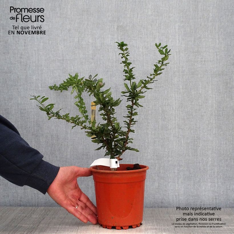 Amostra de Berberis lologensis Apricot Queen Vaso de 2 L/3 L tal como entregue no outono