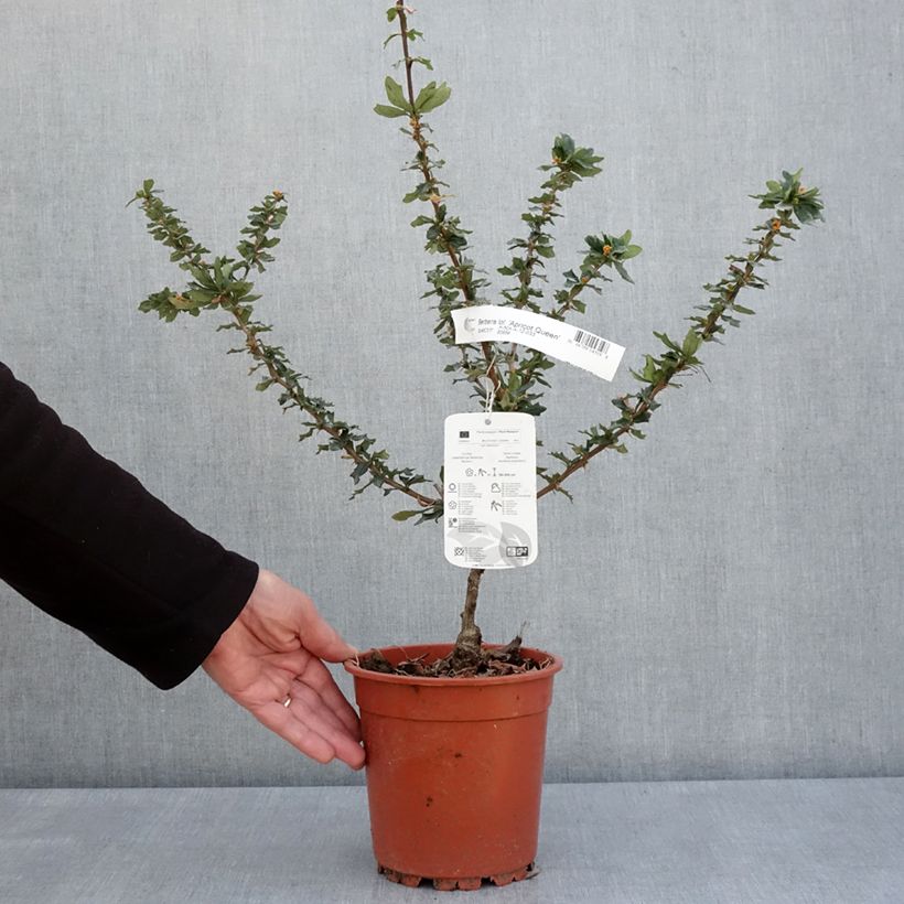Amostra de Berberis lologensis Apricot Queen Vaso de 2 L/3 L tal como entregue na primavera