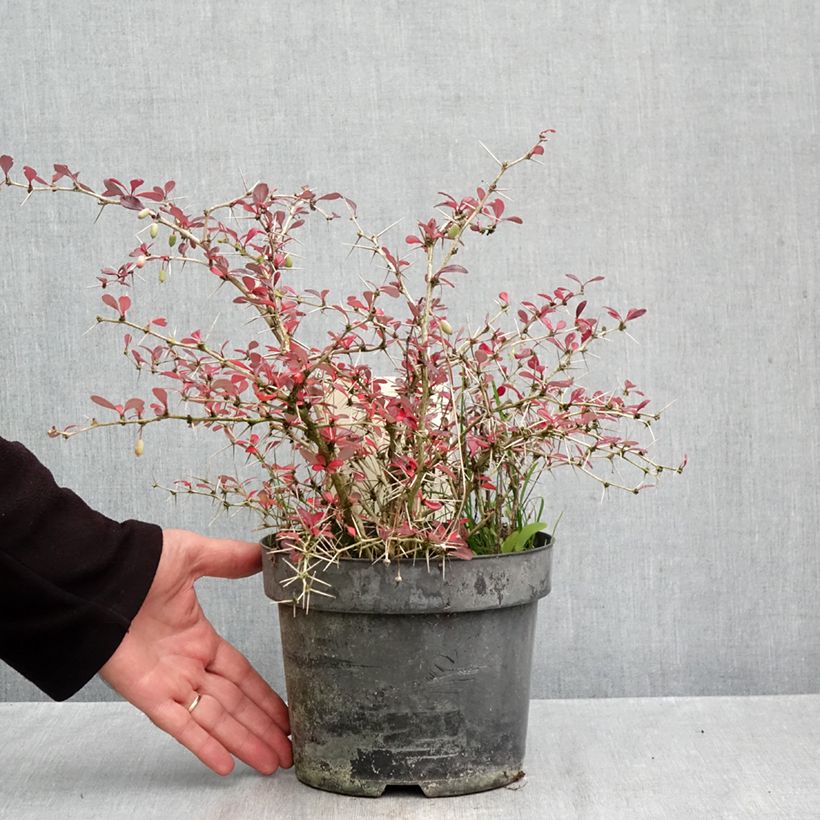 Amostra de Berberis × media Red Jewel Vaso de 3 L/4 L tal como entregue no outono