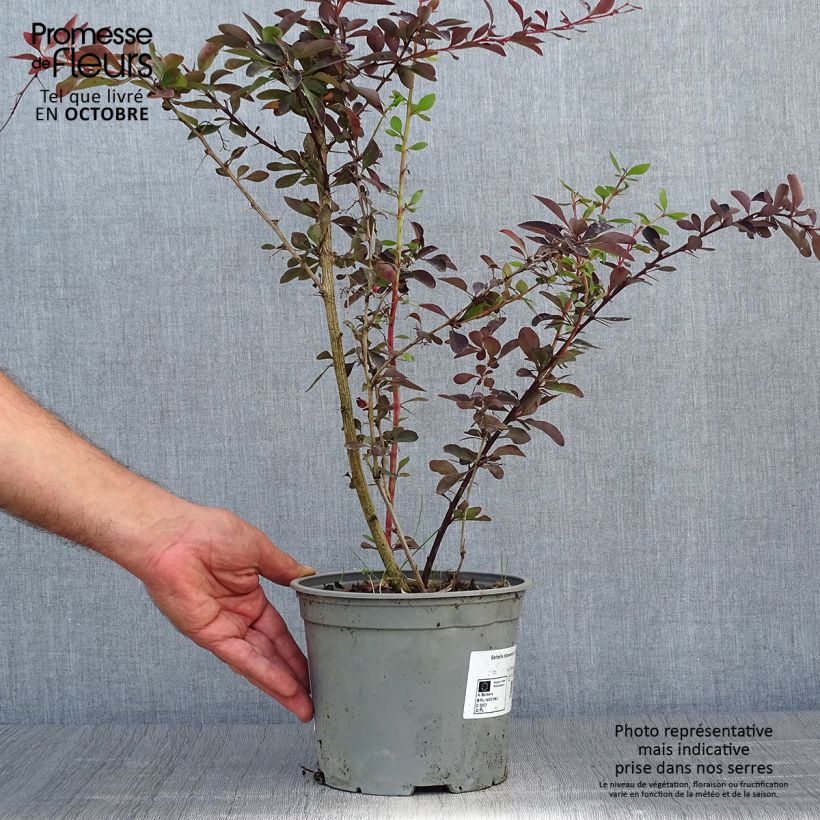 Amostra de Berberis ottawensis Auricoma Vaso de 3 L/4 L tal como entregue no outono