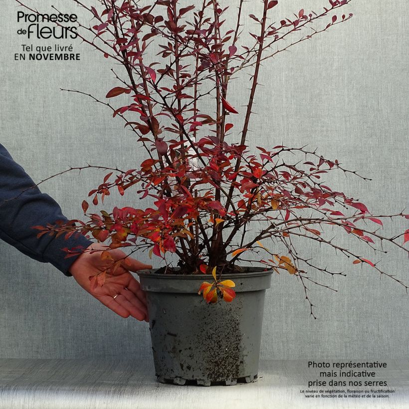 Amostra de Berberis ottawensis Auricoma Vaso de 7,5 L/10 L tal como entregue no outono