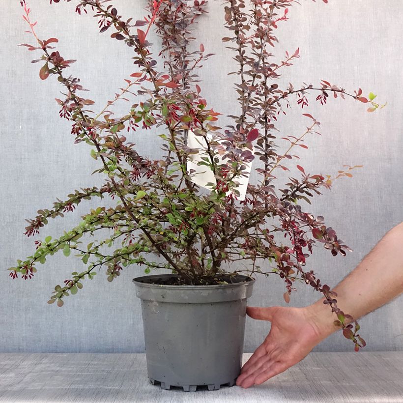 Amostra de Berberis ottawensis Auricoma Vaso de 7,5 L/10 L tal como entregue no verão