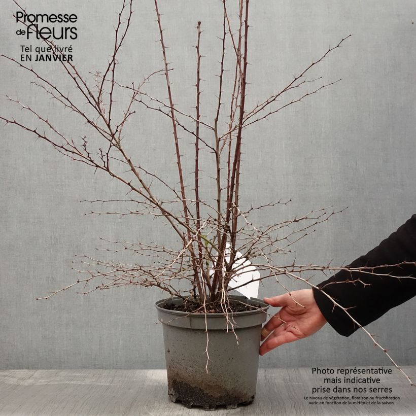 Amostra de Berberis ottawensis Auricoma - Epine-vinette. Vaso de 7,5 L/10 L tal como entregue no inverno
