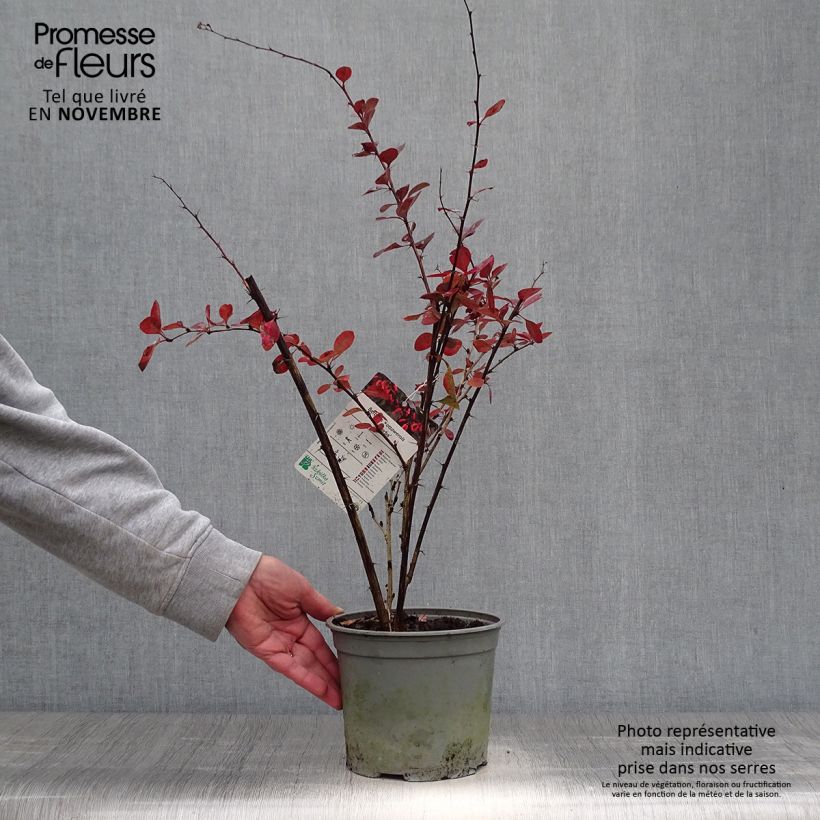 Amostra de Berberis ottawensis Superba Vaso de 3 L/4 L tal como entregue no outono