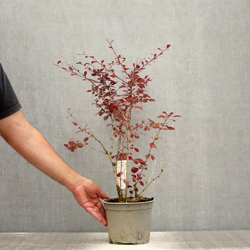 Amostra de Berberis ottawensis Superba Vaso de 3 L/4 L tal como entregue no verão