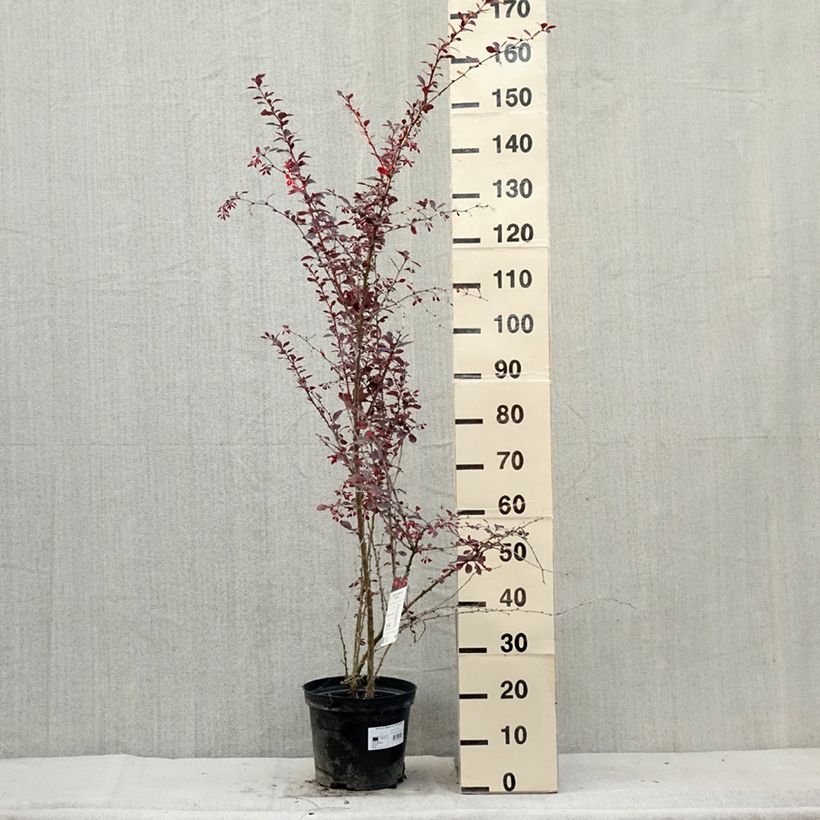 Amostra de Berberis ottawensis Superba Vaso de 7,5 L/10 L tal como entregue no verão