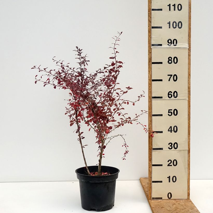 Amostra de Berberis ottawensis Superba Vaso de 7,5 L/10 L tal como entregue no outono