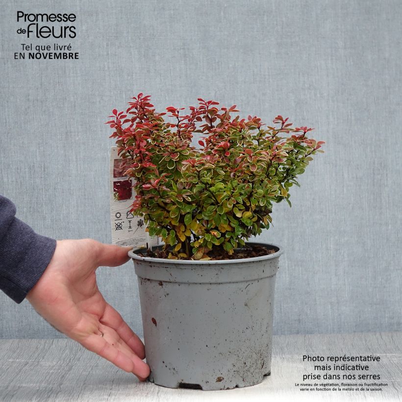 Amostra de Berberis thunbergii Admiration Vaso de 2 L/3 L tal como entregue no outono