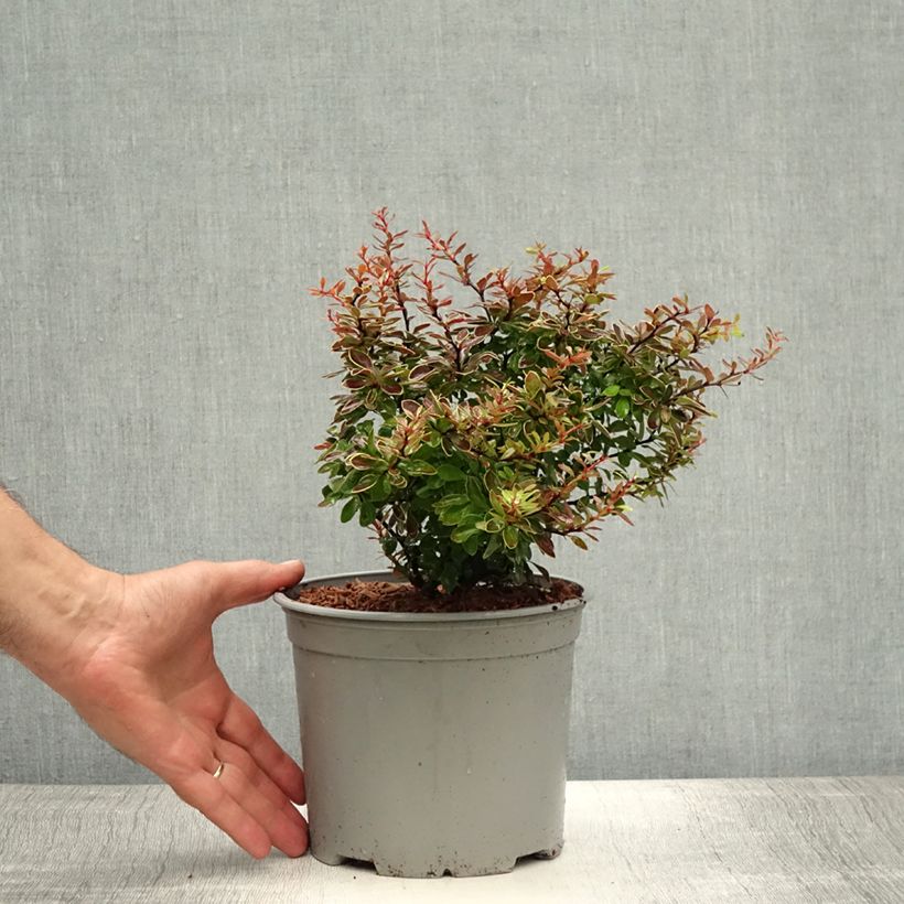 Amostra de Berberis thunbergii Admiration Vaso de 2 L/3 L tal como entregue no verão