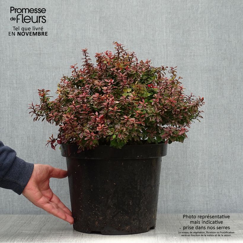 Amostra de Berberis thunbergii Admiration Vaso de 7,5 L/10 L tal como entregue no outono