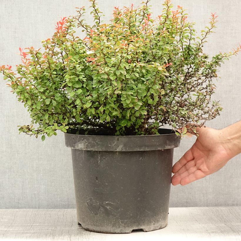Amostra de Berberis thunbergii Admiration Vaso de 7,5 L/10 L tal como entregue no verão