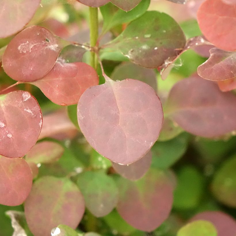 Berberis thunbergii Atropurpurea (Folhagem)