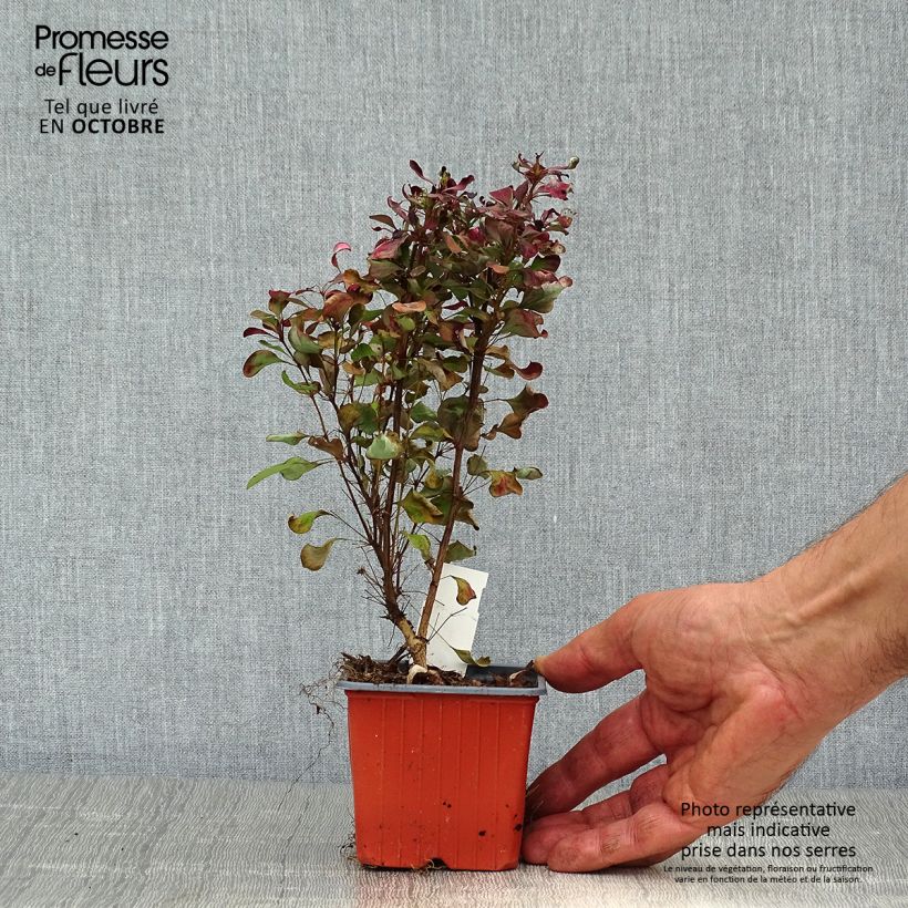 Amostra de Berberis thunbergii Atropurpurea Vaso de 8/9 cm tal como entregue no outono