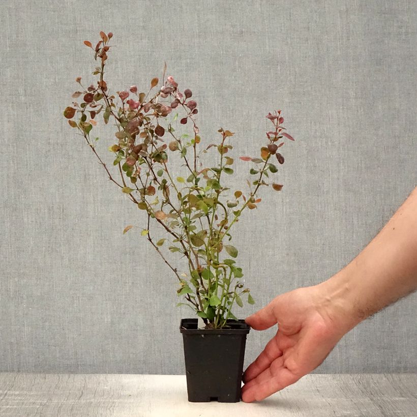 Amostra de Berberis thunbergii Atropurpurea Vaso de 8/9 cm tal como entregue no verão