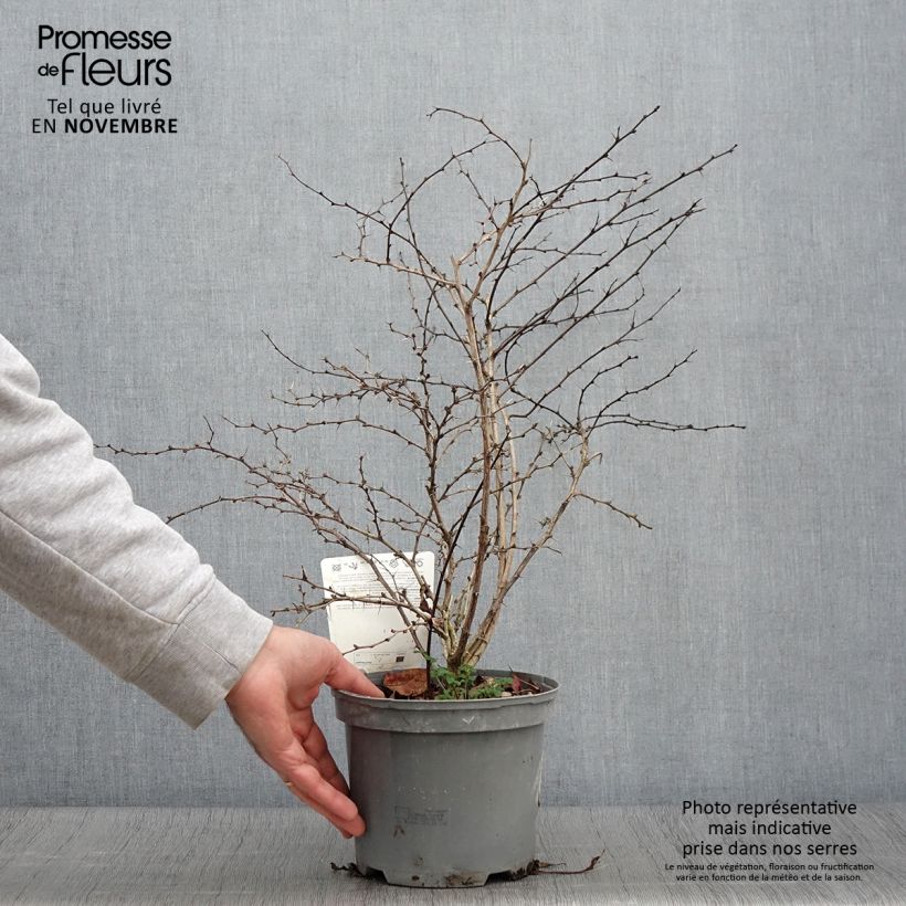 Amostra de Berberis thunbergii Atropurpurea Vaso de 2 L/3 L tal como entregue no outono