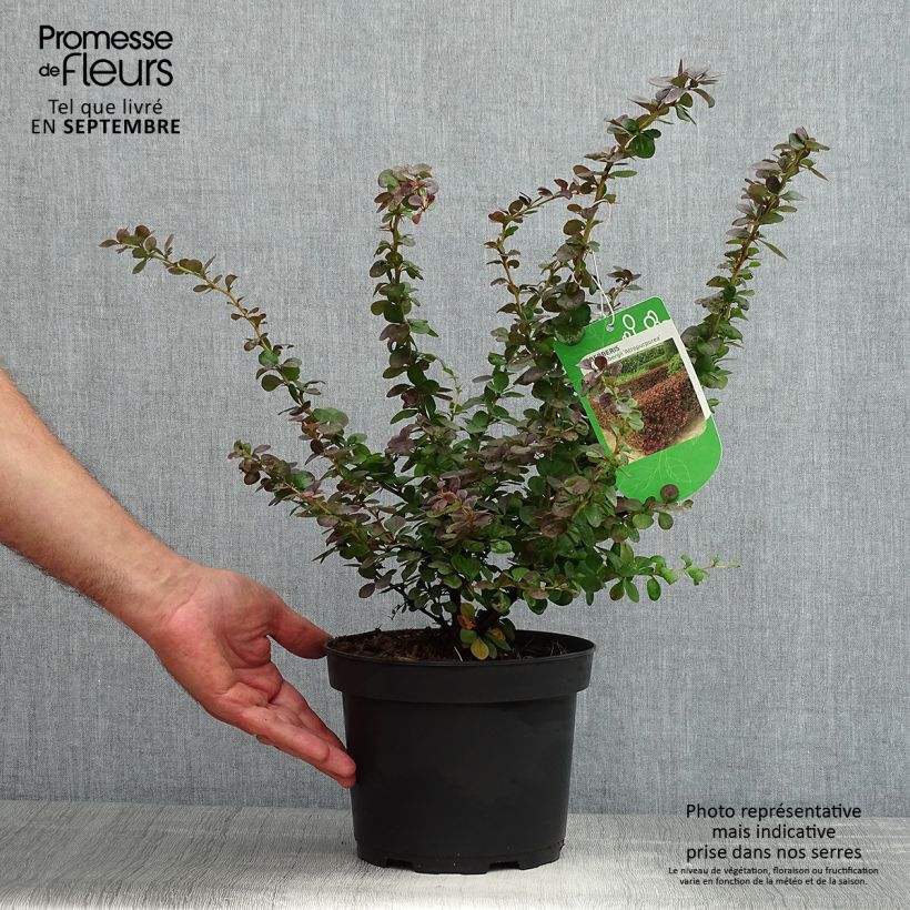 Amostra de Berberis thunbergii Atropurpurea Vaso de 2 L/3 L tal como entregue no verão