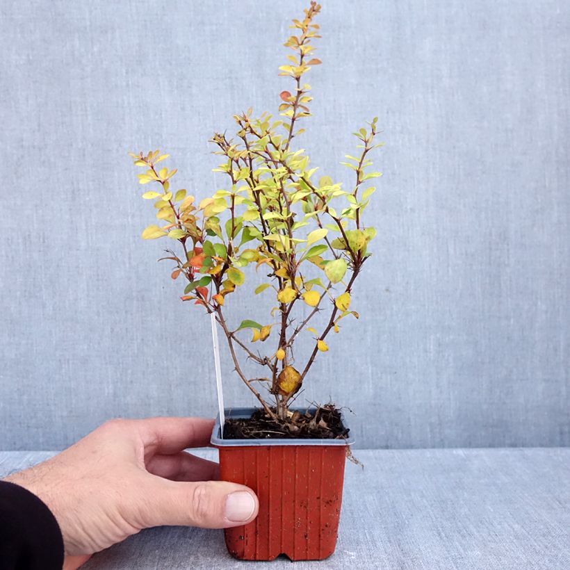 Amostra de Berberis thunbergii Aurea Vaso de 8/9 cm tal como entregue no outono