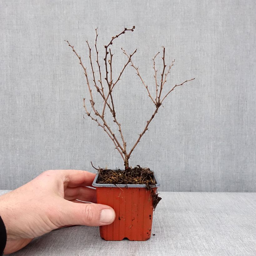 Amostra de Berberis thunbergii Aurea - Epine-vinette Vaso de 8/9 cm tal como entregue no inverno